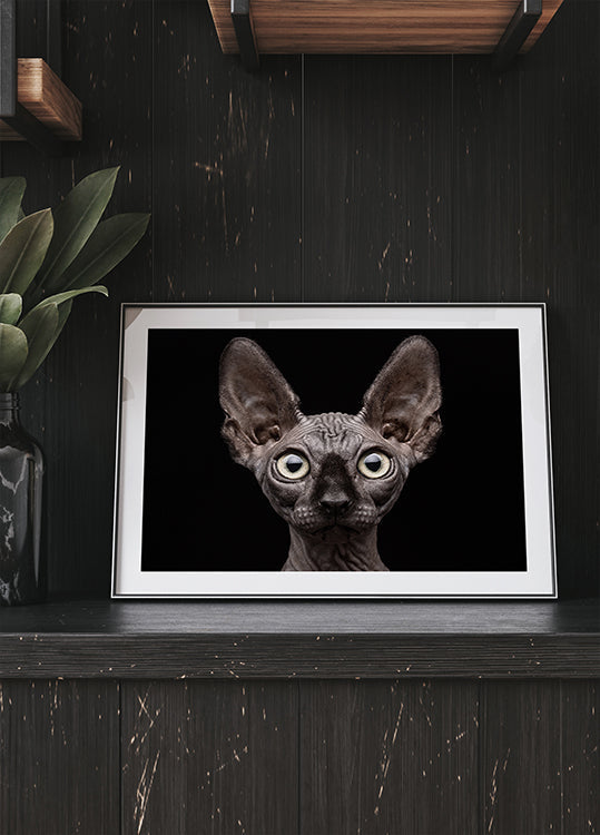 Sphynx Cat - Posterbox