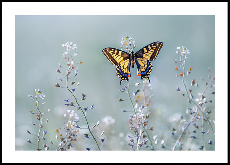 Swallowtail beauty - Posterbox