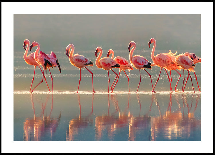 Flamingo Plakat - Posterbox
