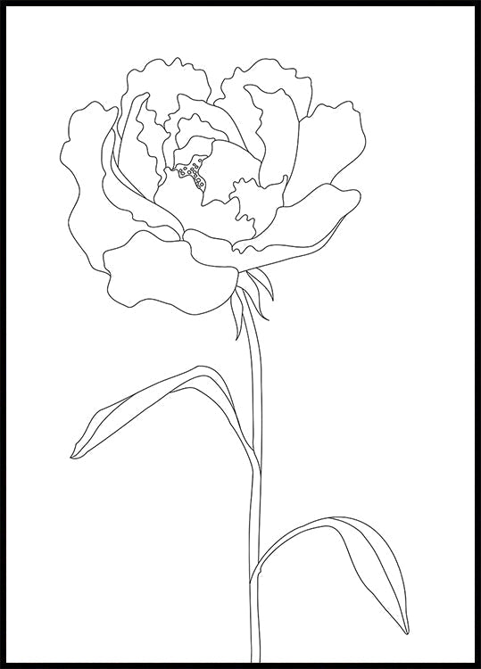 Peony Lines - Posterbox