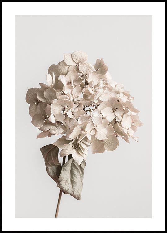 Beige dried flower Plakat - Posterbox