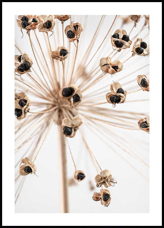 Dried_007 - Posterbox