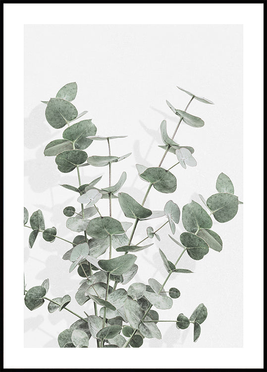 Eucalyptus Creative 16 Plakat - Posterbox