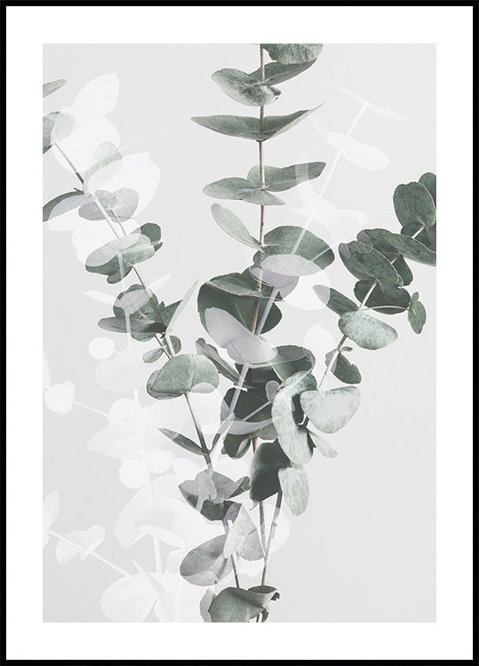 Eucalyptus No.3 Plakat - Posterbox