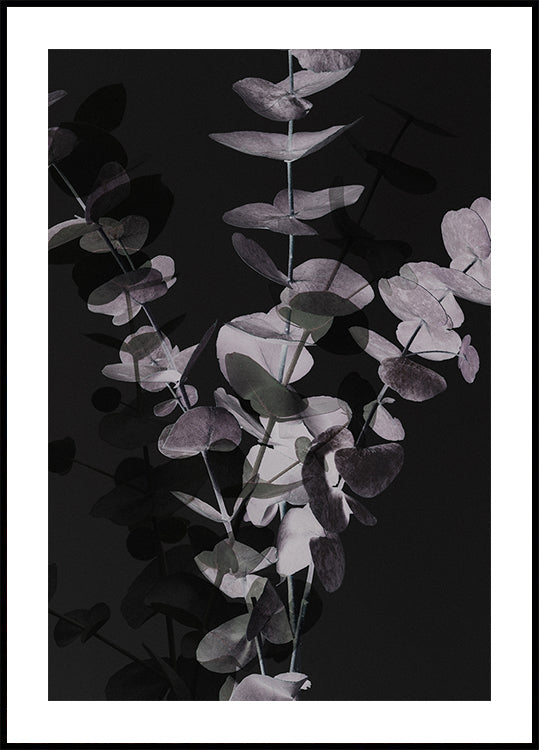 Eucalyptus_Negative_001 - Posterbox