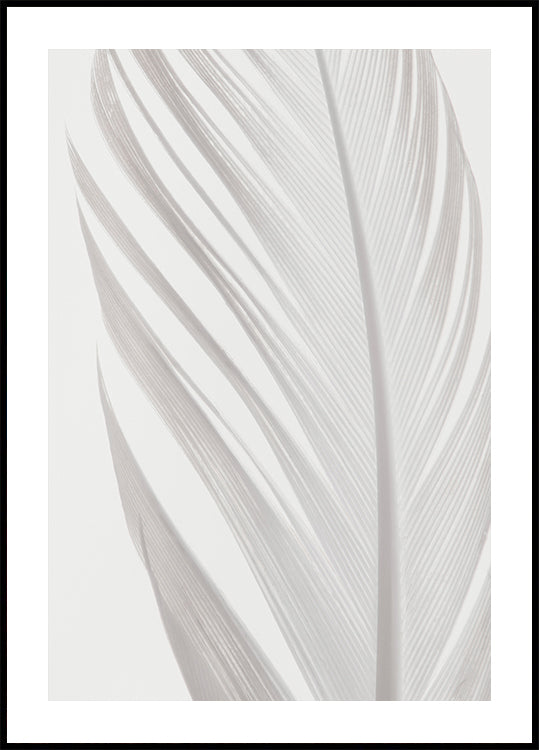 Feather_006 - Posterbox