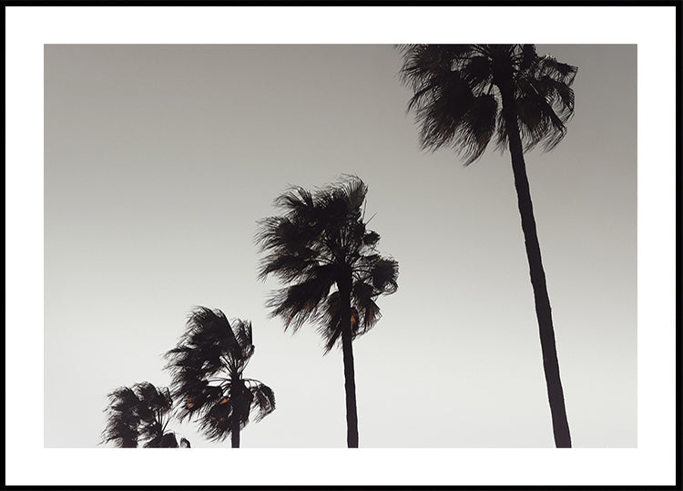 Palm_004 - Posterbox