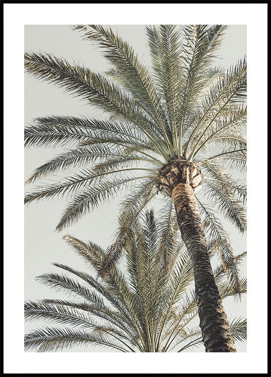 Palm_005 - Posterbox