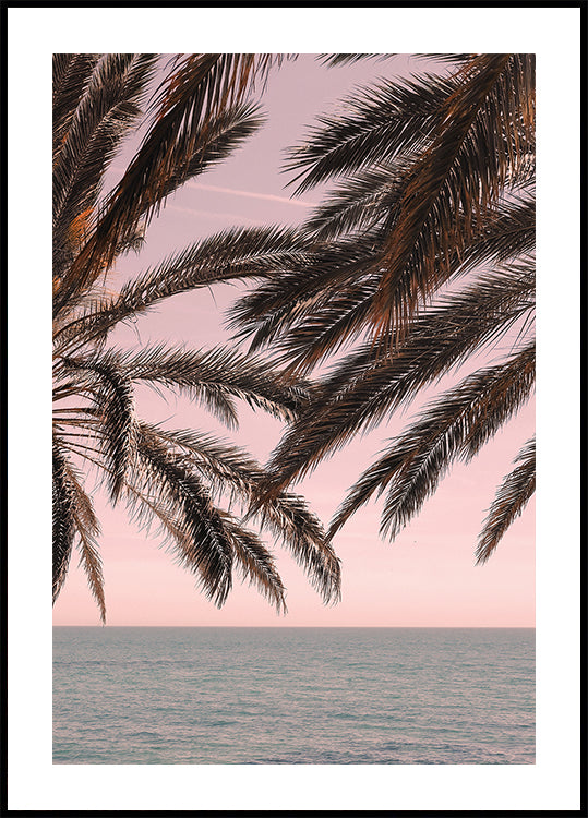 Palm_011 - Posterbox