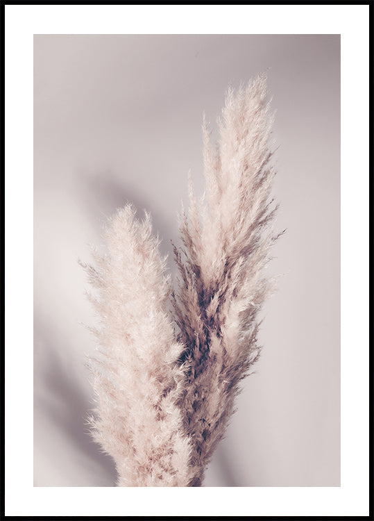 Pampas Grass - Posterbox
