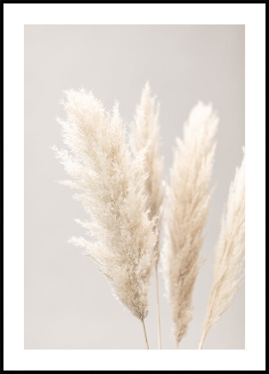 Pampas Grass Grey 02 - Posterbox