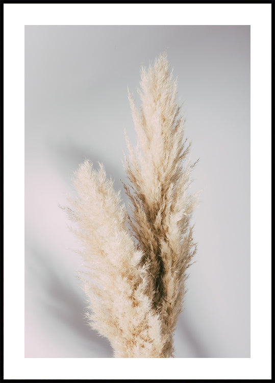 Pampas Grass Grey - Posterbox