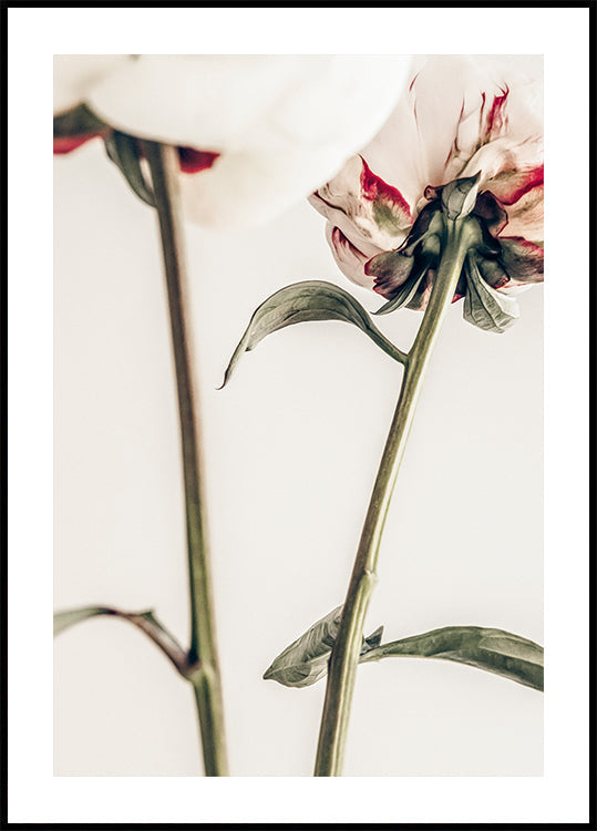 Peony 01 - Posterbox