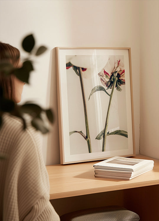 Peony 01 - Posterbox