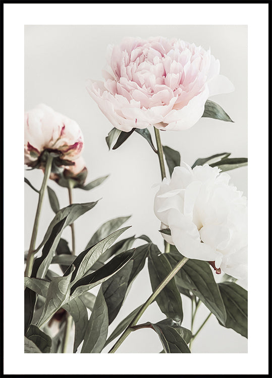 Peony 04 - Posterbox