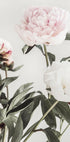 Peony 04 - Posterbox