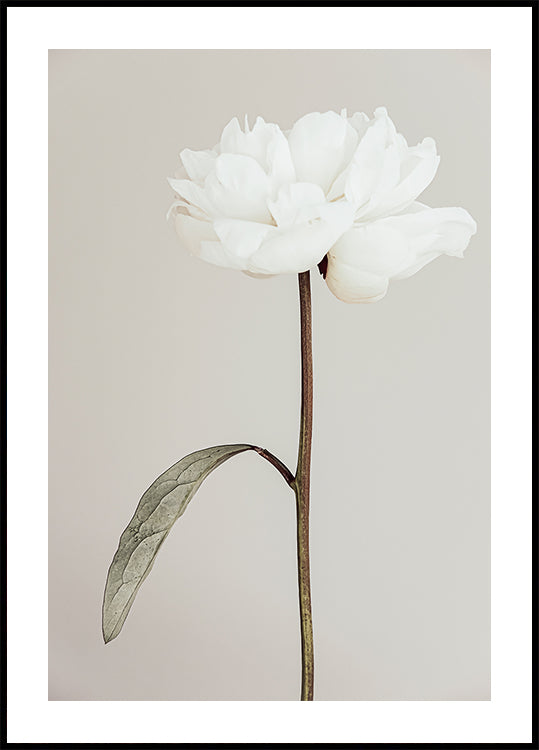 Peony 07 Plakat - Posterbox