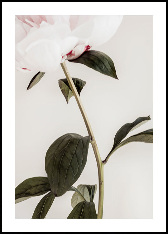 Peony 09 - Posterbox