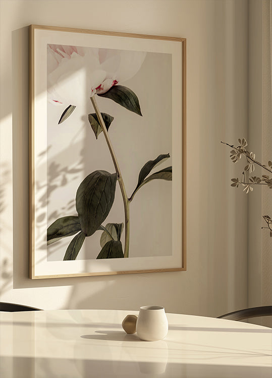 Peony 09 - Posterbox
