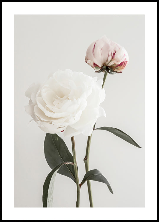 Peony 12 - Posterbox