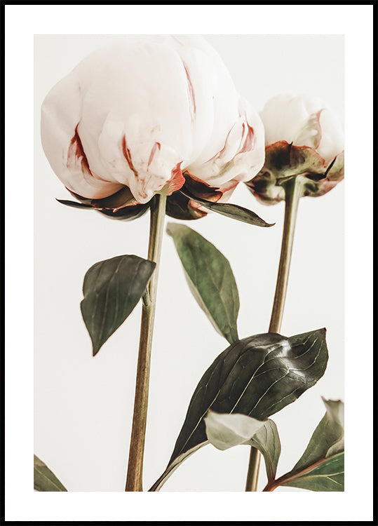 Peony 24 Plakat - Posterbox