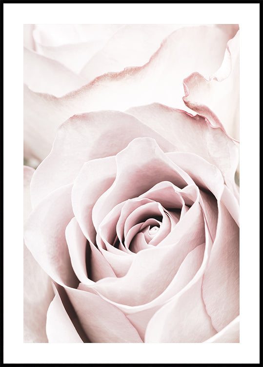 Pink Rose No 05 Plakat - Posterbox