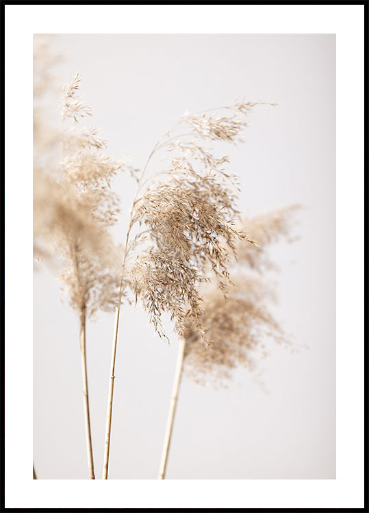 Reed Grass Grey 09 Plakat - Posterbox