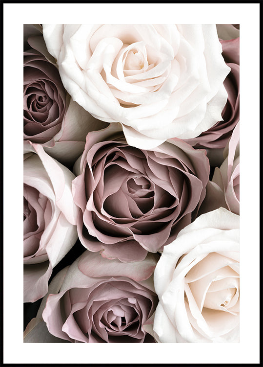 Roses - Posterbox