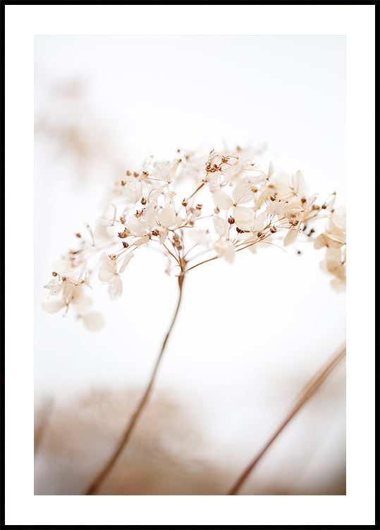 Soft dried flower_brown - Posterbox