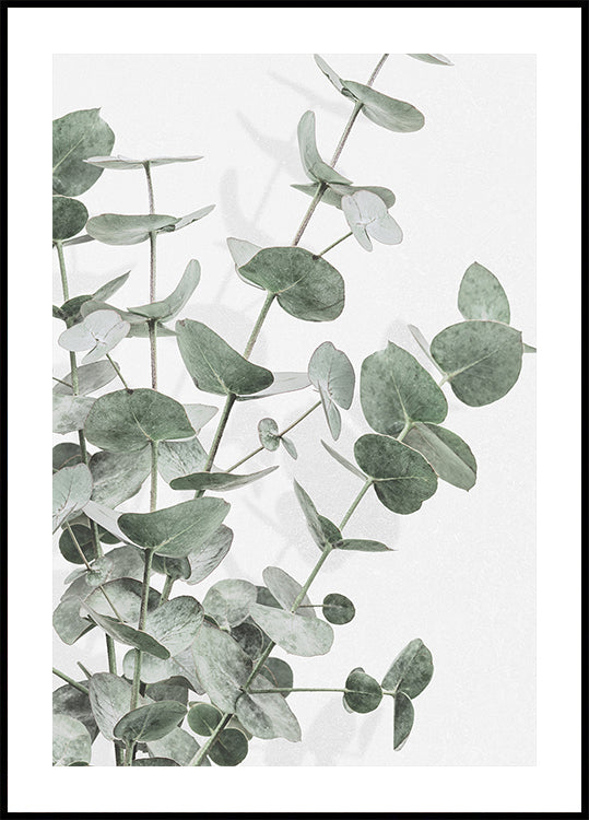 Eucalyptus No.2 Plakat - Posterbox