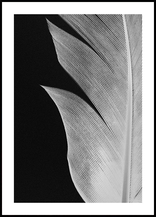 Feather No.5 Plakat - Posterbox