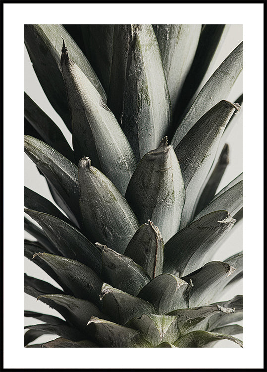 Pineapple close up Plakat - Posterbox