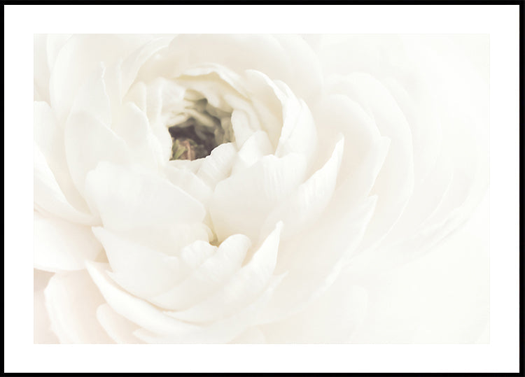 White Flower Plakat - Posterbox