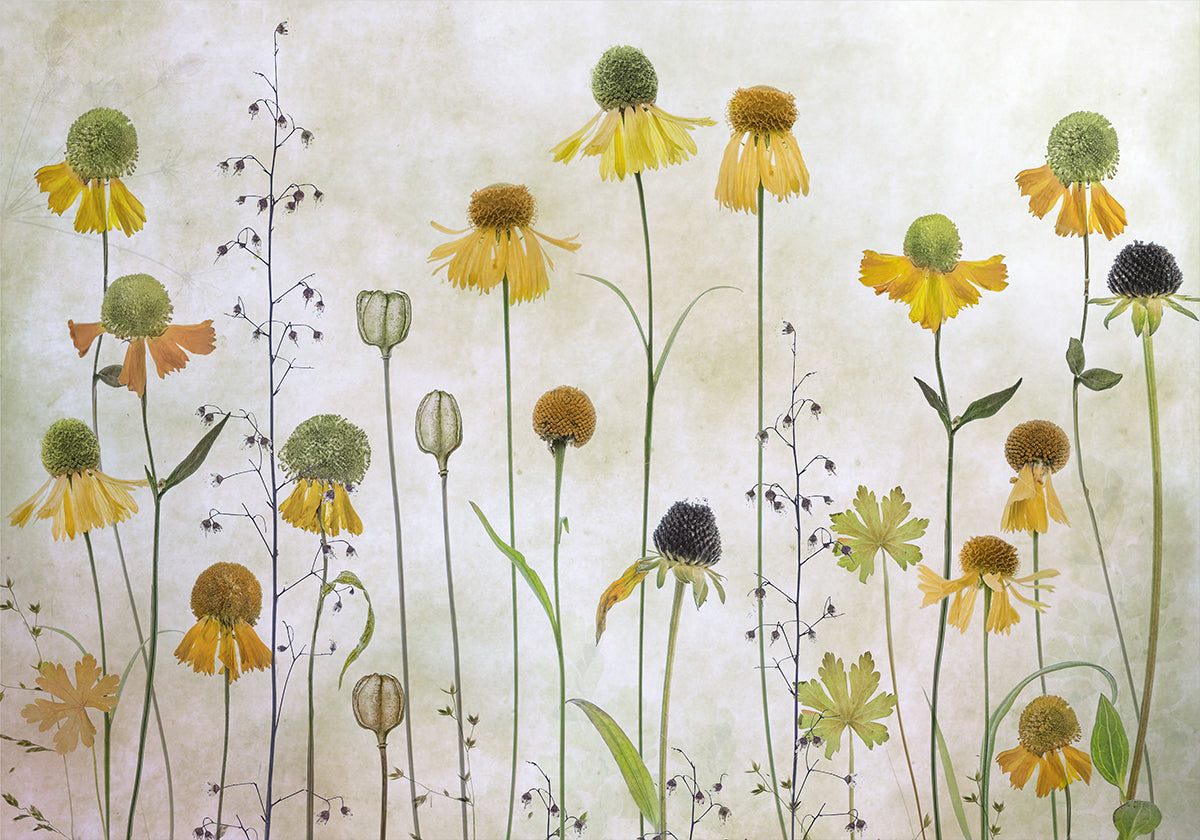Helenium-Poster
