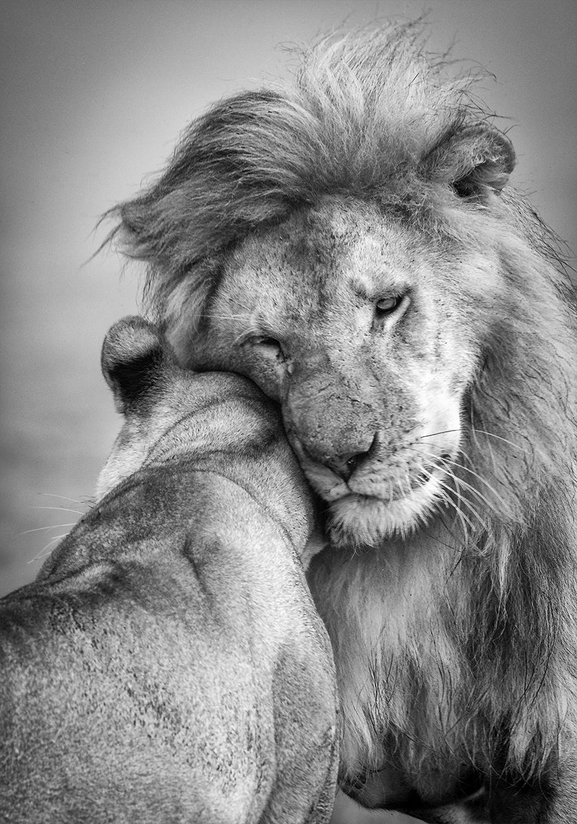 Afrikanische Liebe! Poster