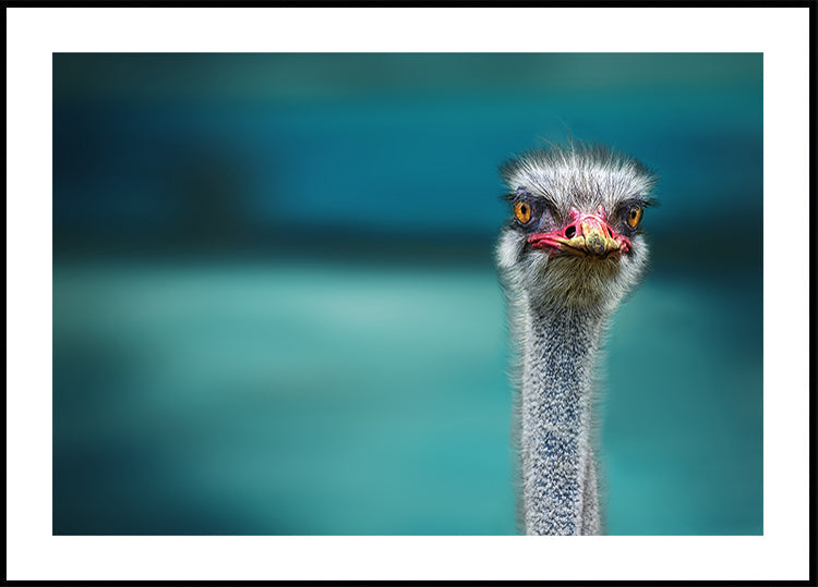 Ostrich Protecting two Poor Chicken from the Wind - Posterbox