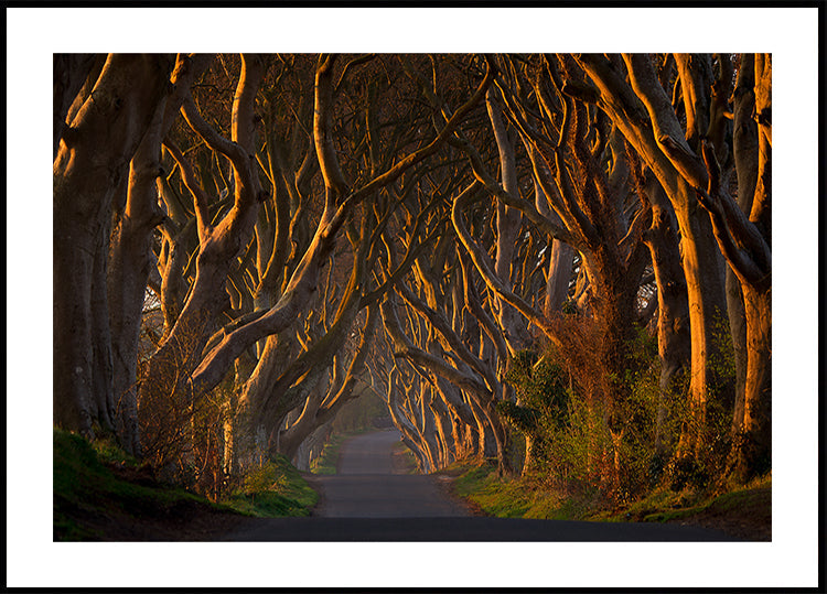 The Dark Hedges in the Morning Sunshine - Posterbox