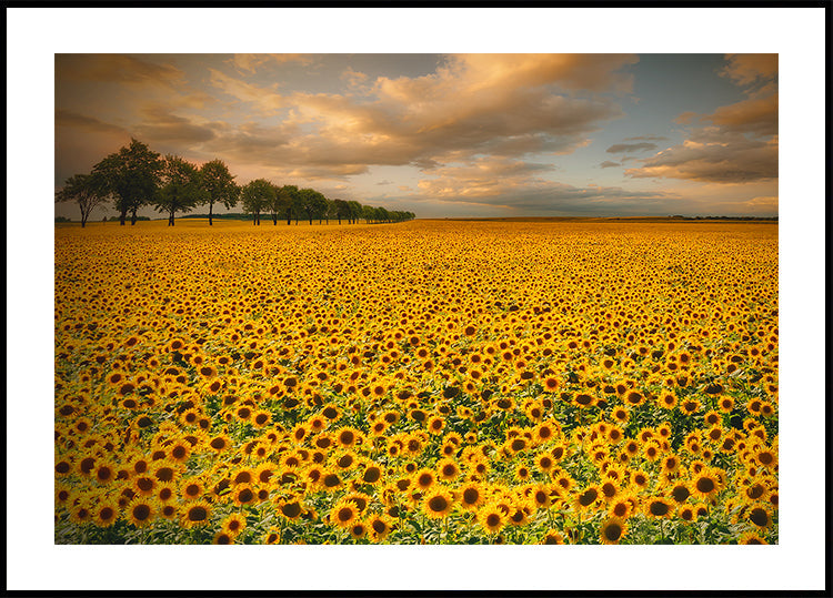 Sunflowers Plakat - Posterbox