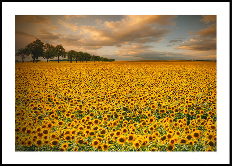 Sunflowers - Posterbox