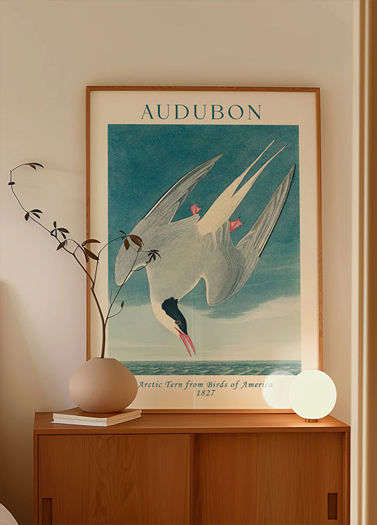 Küstenseeschwalbe von Birds of America Audubon Poster - Posterbox.dk