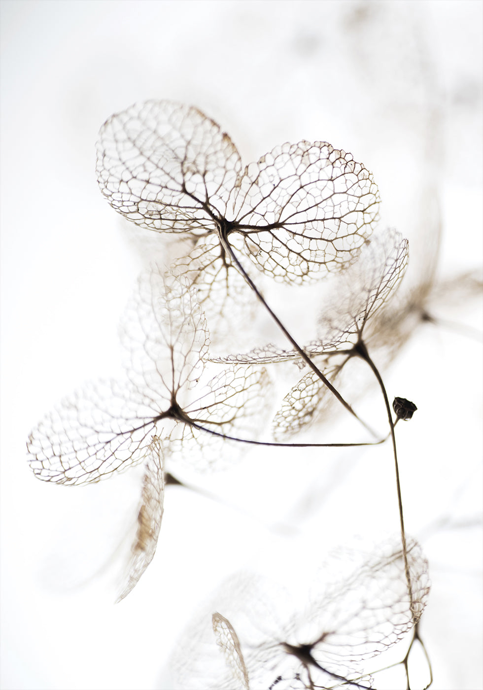 Herbstgetrocknete Blätter Nr. 3 Poster - Posterbox.dk