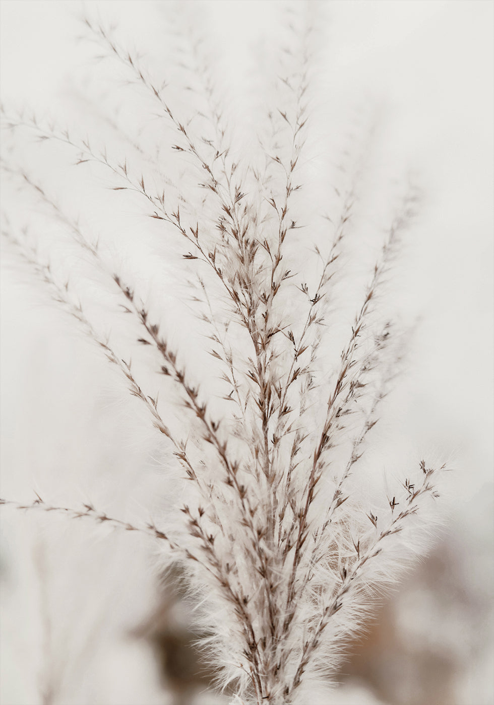 Herbstliches Miscanthus-Poster - Posterbox.dk