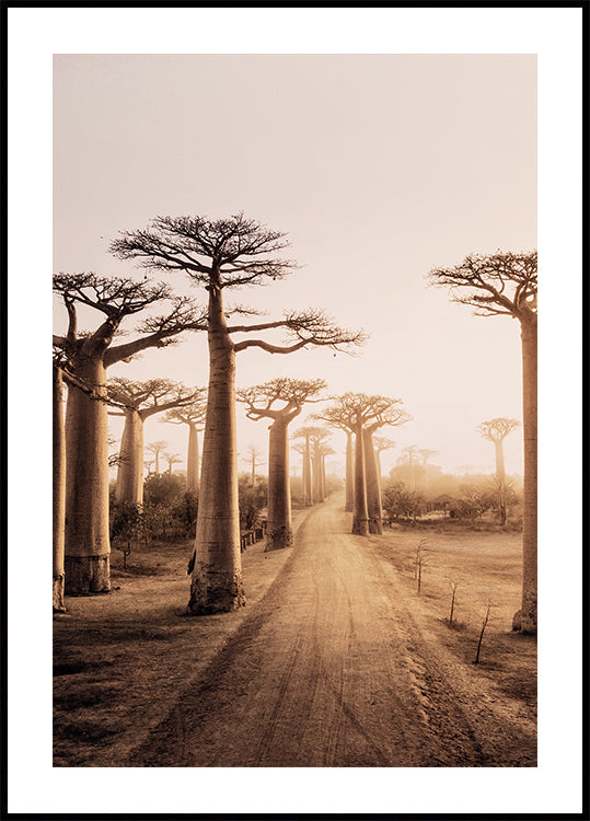 Baobab-Bäume bei Sonnenuntergang Poster - Posterbox.dk