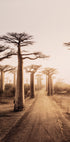 Baobab-Bäume bei Sonnenuntergang Poster - Posterbox.dk