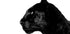 Black Panther Profile Plakat - Posterbox
