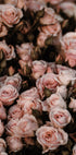 Errötendes rosa Rosen-Poster - Posterbox.dk