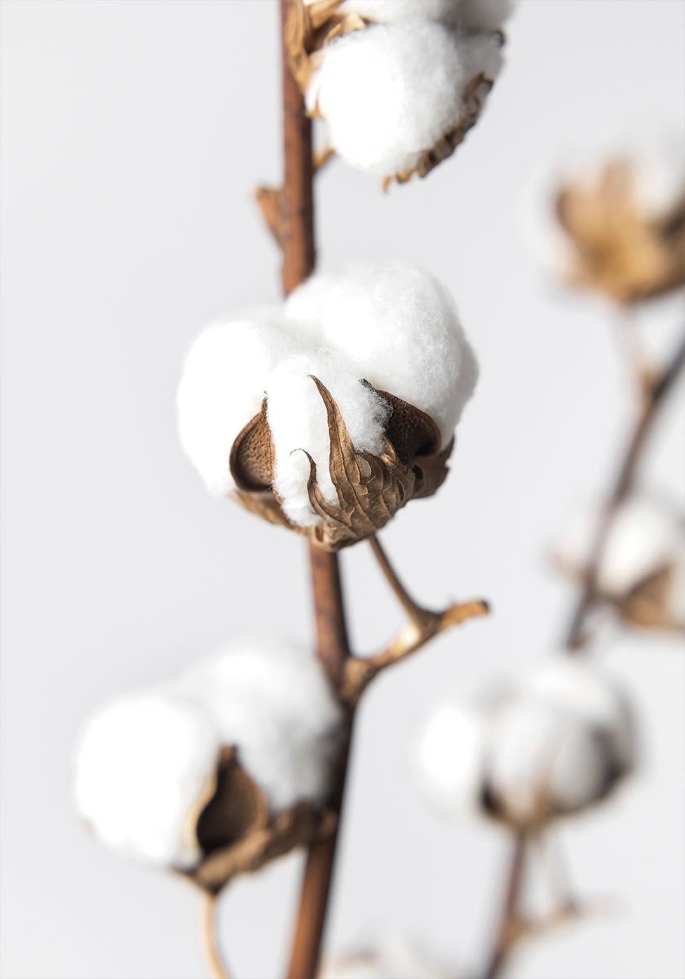 Zweige aus flauschiger Baumwolle Poster - Posterbox.dk
