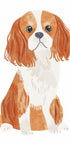 Cavalier Spaniel Hundeposter - Posterbox.dk