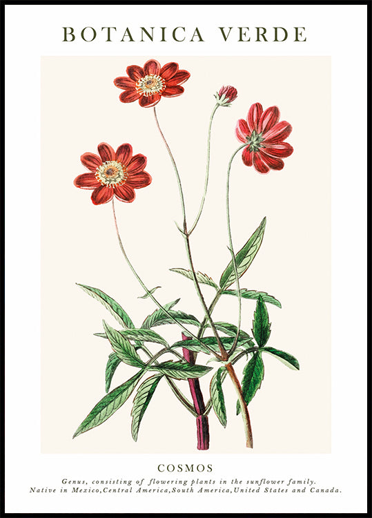 Cosmos Botanical Poster - Posterbox.dk