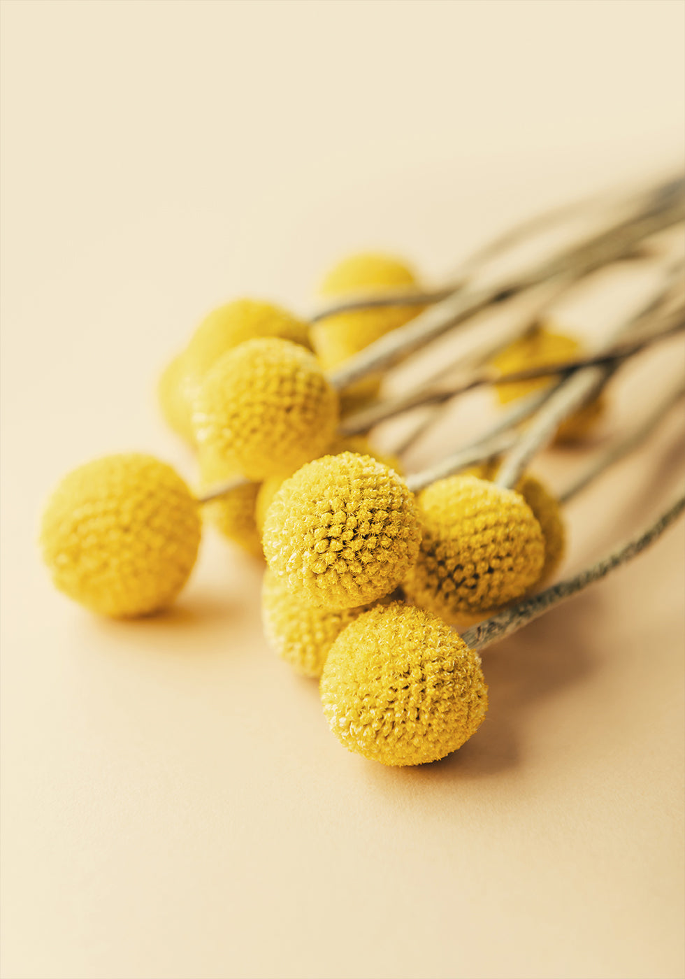 Craspedia Globosa Blumen Poster - Posterbox.dk